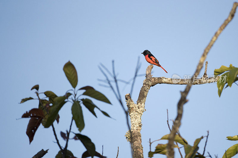 小型鸟:成年雄性猩红小型鸟(Pericrocotus speciosus)。